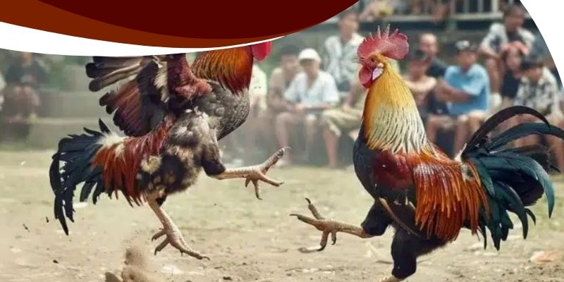 Cách tận dụng khuyến mãi tại Betvisa để tăng vốn cá cược 