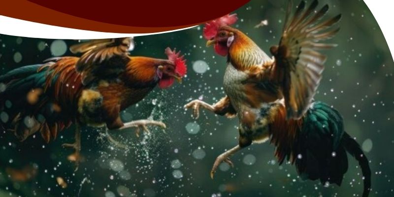 Đặc điểm trường gà tại Betvisa để phân tích chiến kê nào có lợi thế 