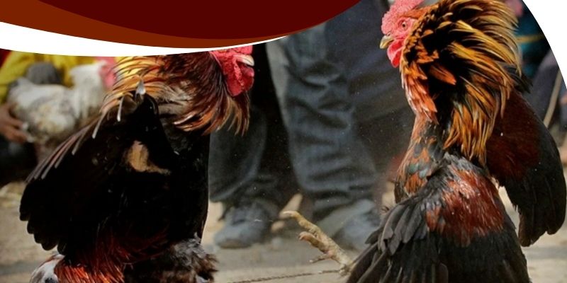 Chiến kê có sức khỏe tốt, thể trạng sung mãn trước trận đấu